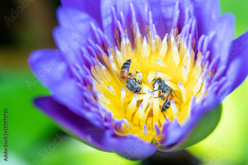 Close up Bees trying to keep nectar pollen from the water lily