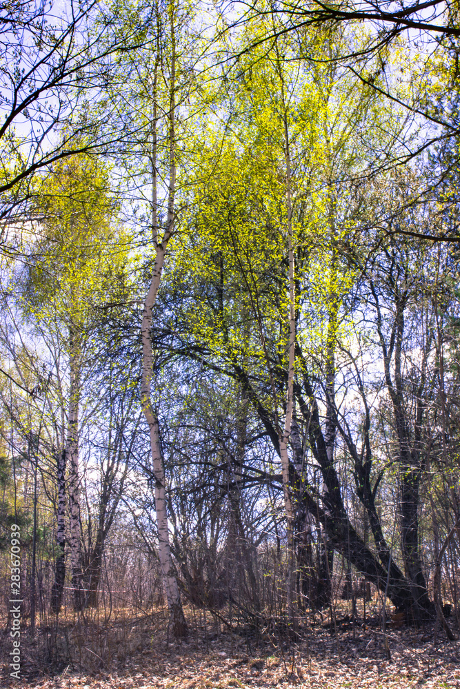 Fototapeta premium spring forest with leaves