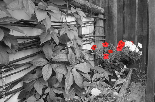 SONY DSC