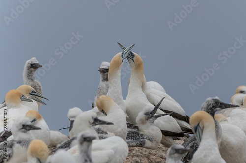 Australasian Gannet Greeting -Morus serrator