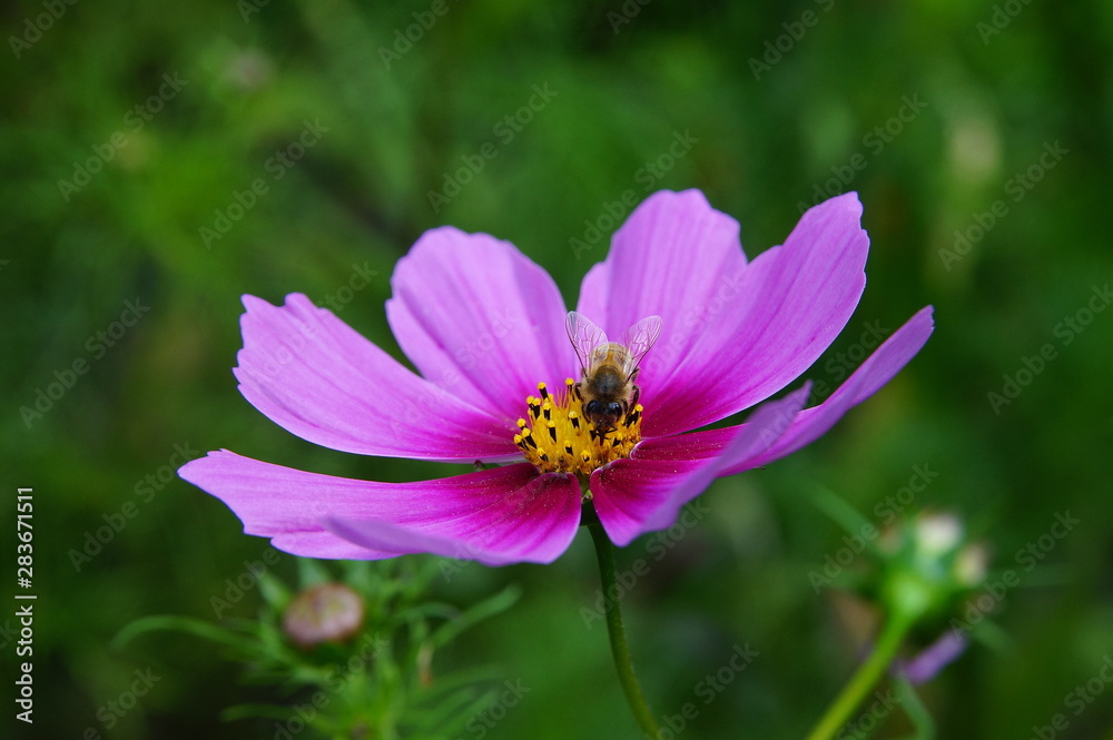 Cosmea,Biene,Schmuckkörbchen,Cosmos,Bee Cosmea,Biene,Schmuckkörbchen,Cosmos,Bee