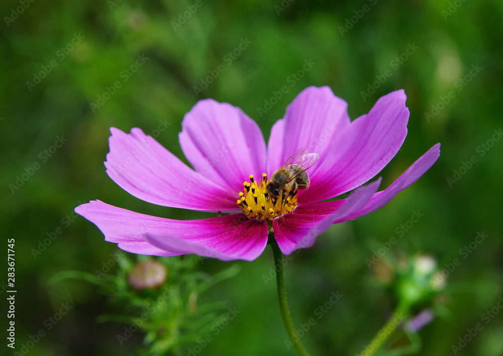 Cosmea,Biene,Schmuckkörbchen,Cosmos,Bee Cosmea,Biene,Schmuckkörbchen,Cosmos,Bee