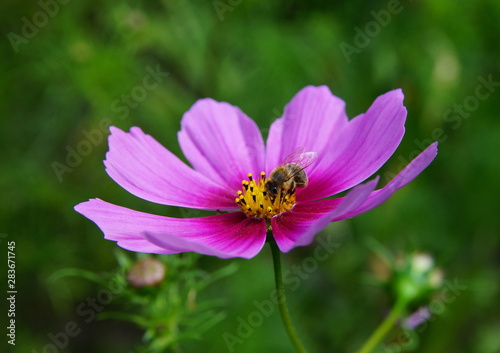 Cosmea Biene Schmuckk  rbchen Cosmos Bee