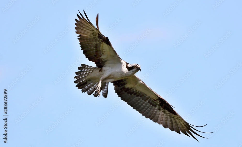 Fototapeta premium Osprey