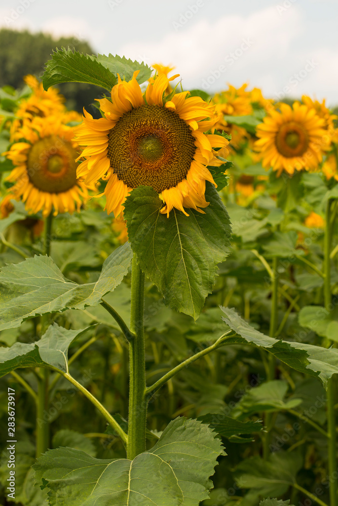 Obraz premium Sunflower Flower Blossom. Golden sunflower in the field backlit by the rays of the setting sun. 