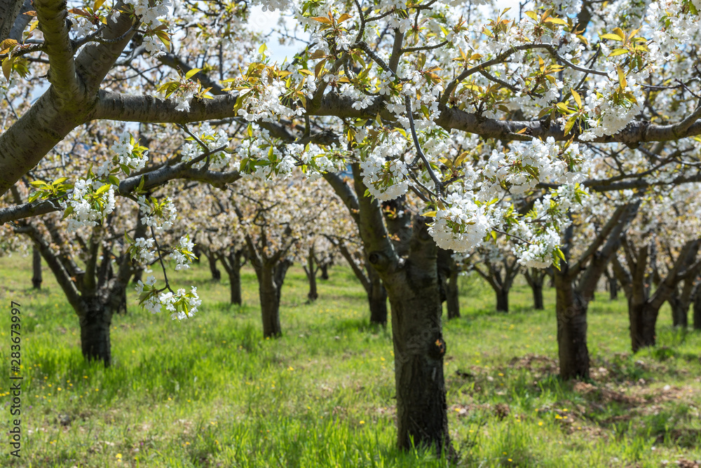 Cherry blossoms, Caderechas valley in Burgos, Spain