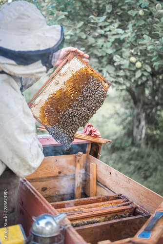 Bees & Honeycomb with a beekeeper