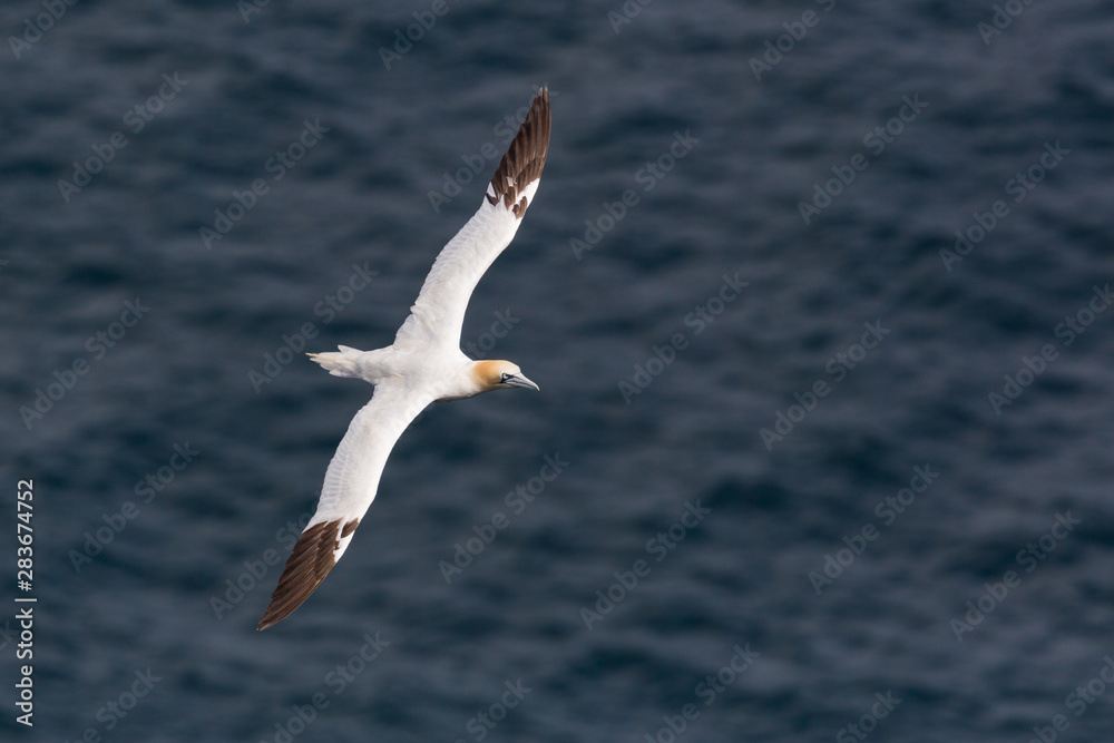 one isolated gannet (morus bassanus) flying over sea, spread wings