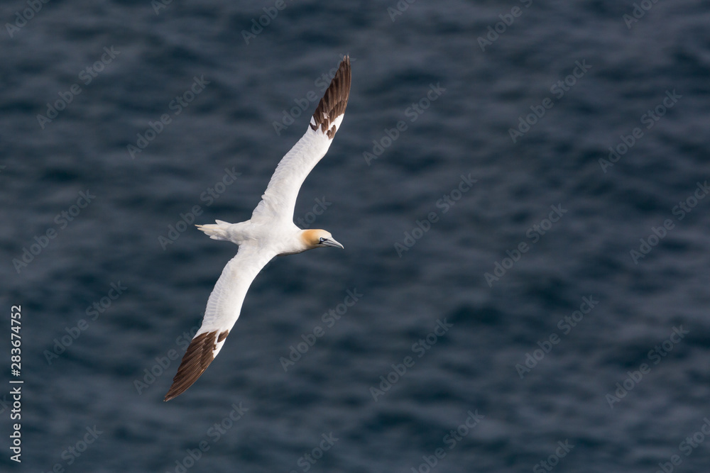 one isolated gannet (morus bassanus) flying over sea, spread wings one isolated gannet (morus bassanus) flying over sea, spread wings