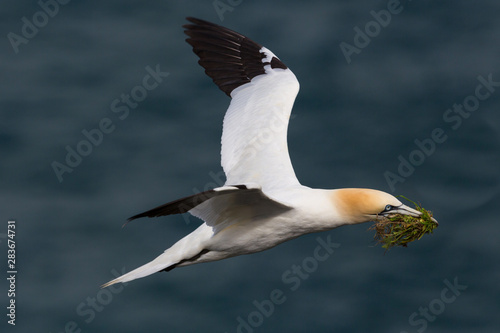 closeup one flying gannet (morus bassanus), nesting material