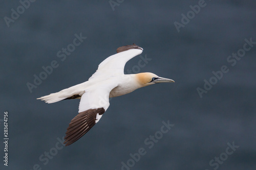 gannet (morus bassanus) flying over sea with spread wings