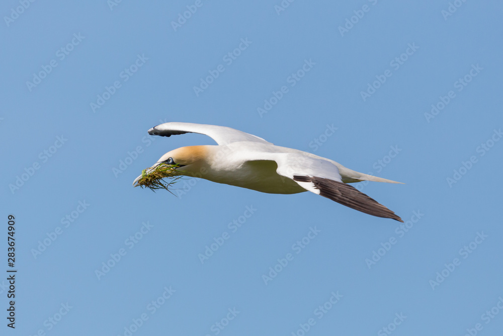 Obraz premium flying gannet (morus bassanus) with nesting material