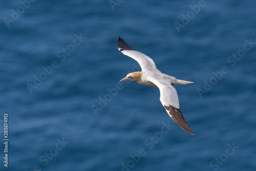 close-up gannet (morus bassanus) flying over blue sea
