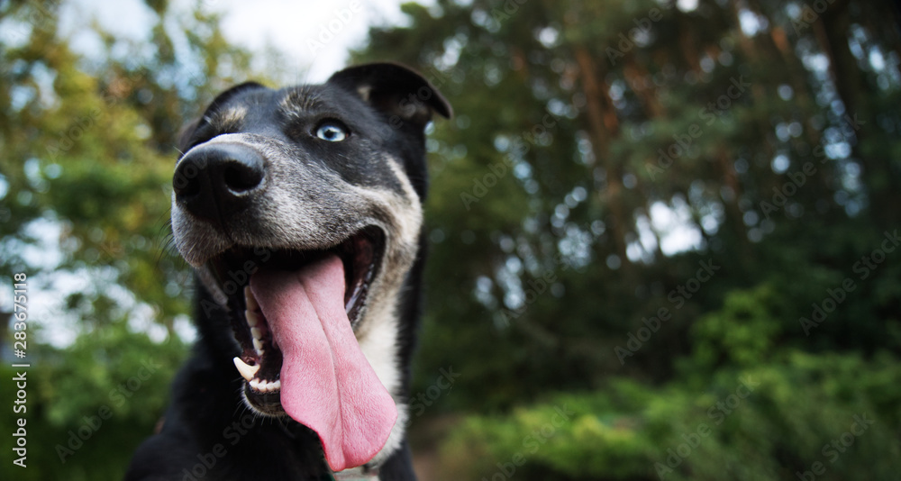 Portrait of a happy dog with blue eyes. Portrait of a happy dog with blue eyes.