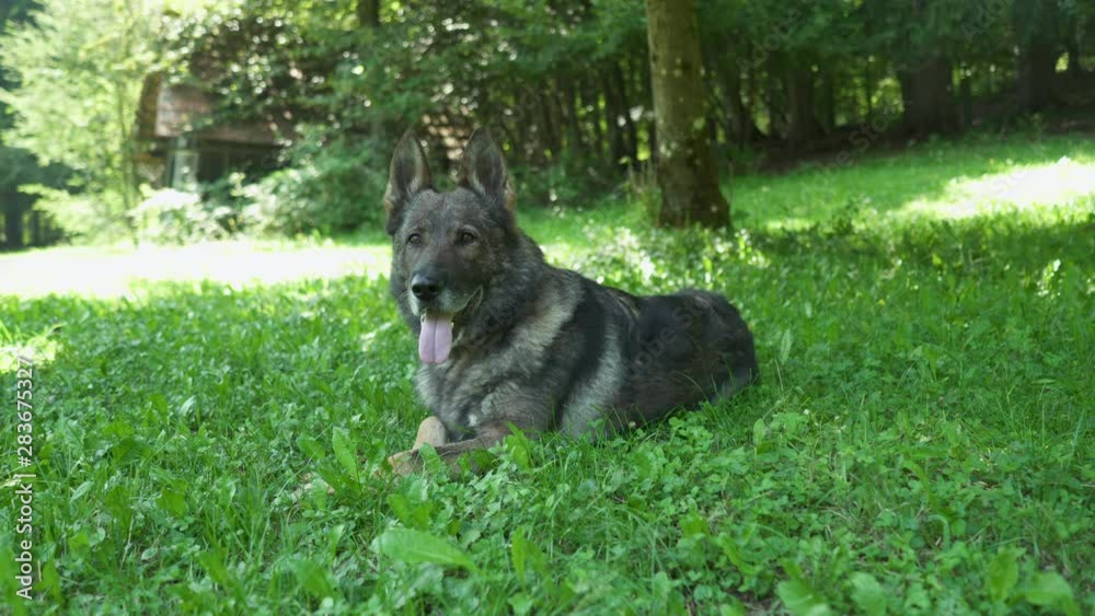 German shepherd dog laying in the grass – low angle shot German shepherd dog laying in the grass – low angle shot