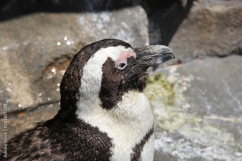 Naklejka premium ケープペンギンの頭部