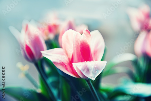 Fototapeta Naklejka Na Ścianę i Meble -  Pink tulip in flower market with sun light. Natural background