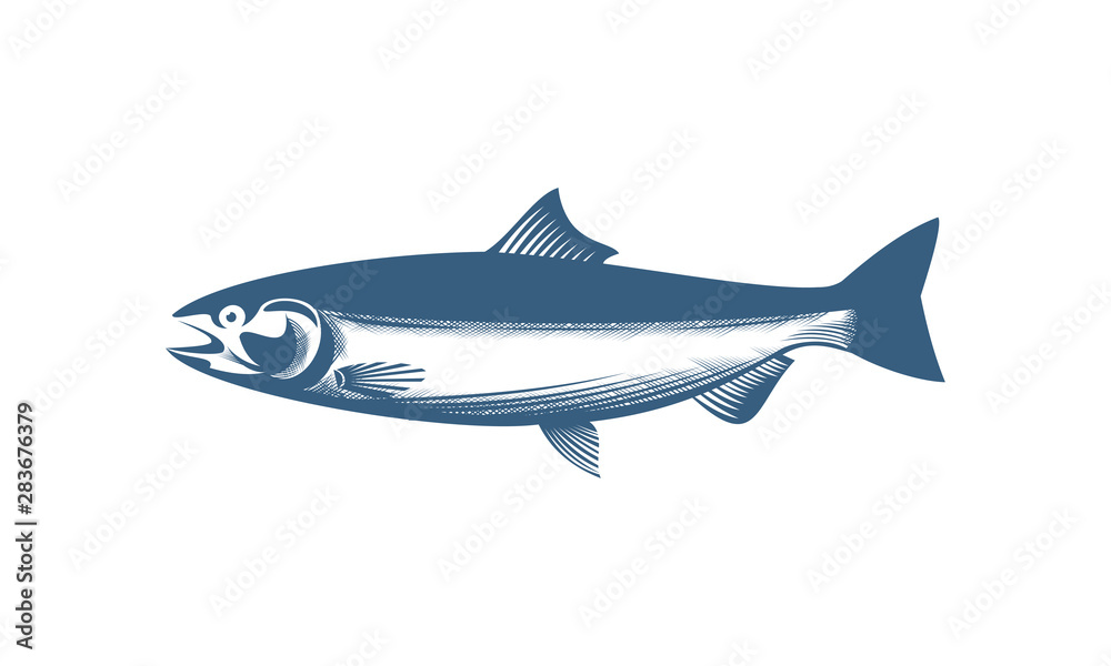 Obraz premium Salmon Fish Graphic Illustration