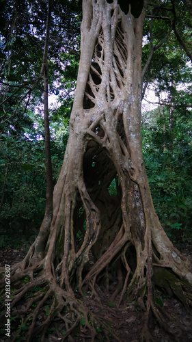 the Liana that covered the trunk of the ficus to his death in Boabeng Fiema Monkey Sanctuary, Techiman, Ghana