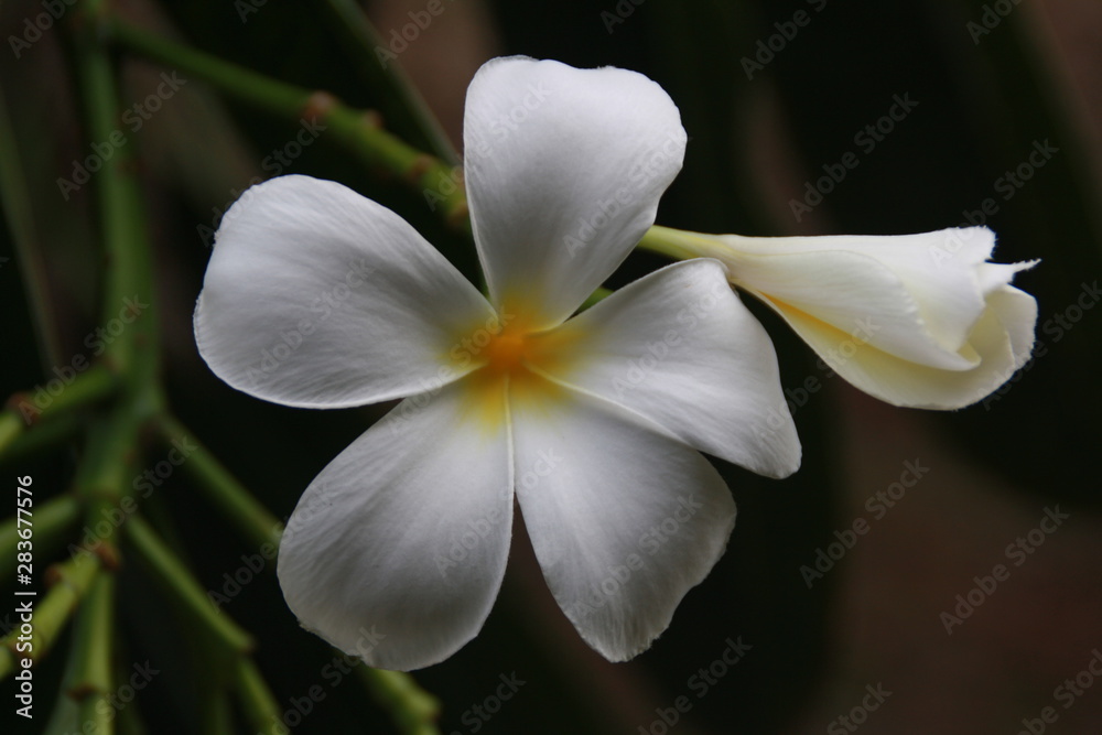 Fototapeta premium white flower on black background