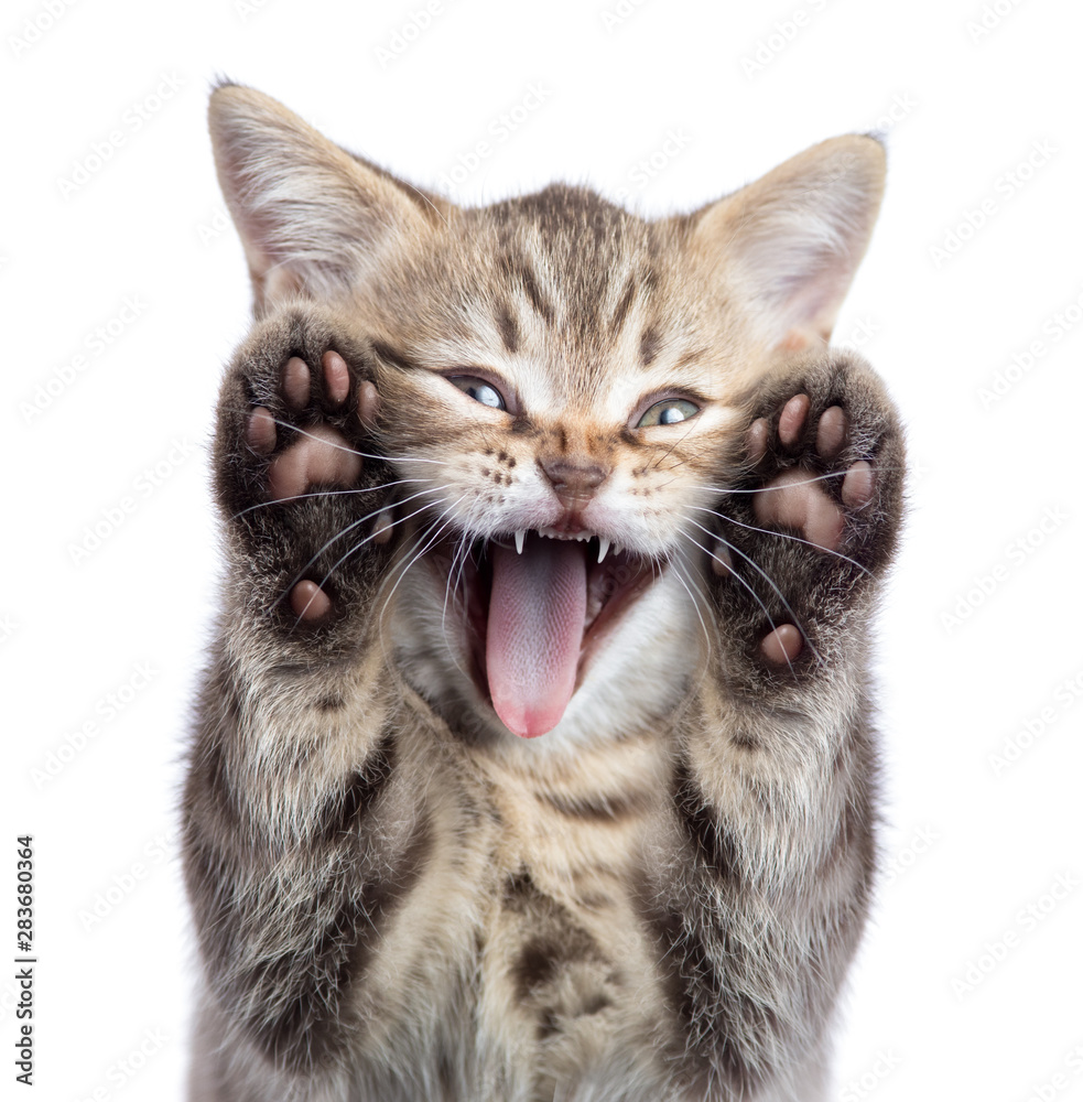 Funny kitten cat portrait with open mouth and two paws uoisolated ...