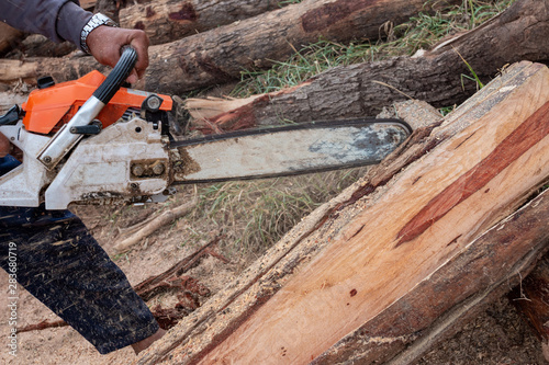 The worker works with a chainsaw. Chainsaw close up. Woodcutter saws tree with chainsaw. Man cutting wood with saw, dust and movements.
