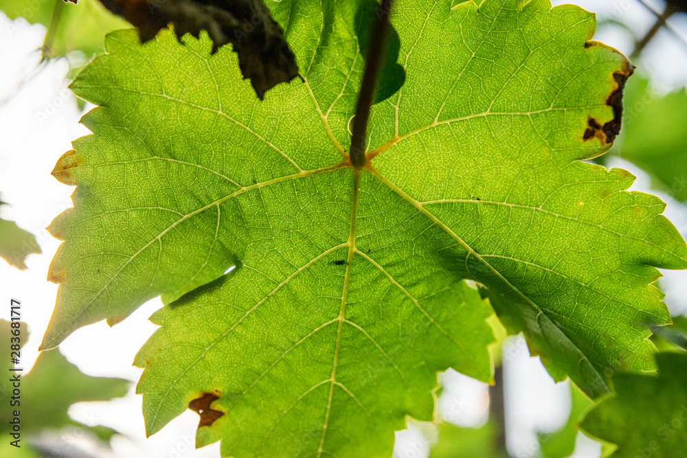 Green leaf vein textured full frame shape of grape vine Green leaf vein textured full frame shape of grape vine