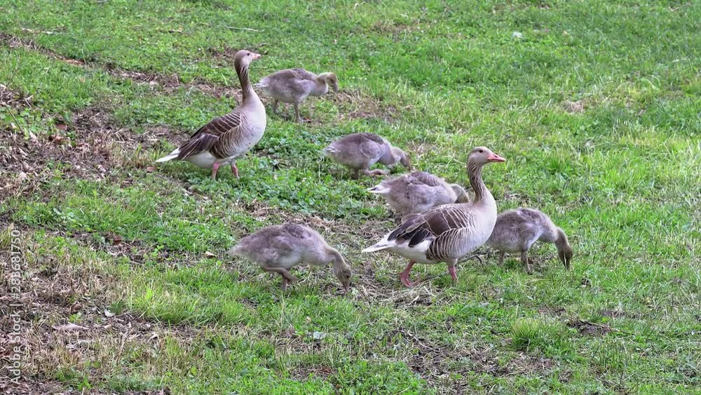 Wild goose family walking to water on wetland Wild goose family walking to water on wetland