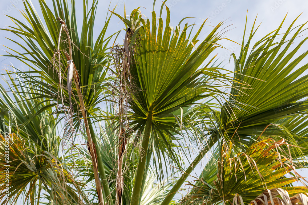 Branches of palm trees in nature in summer Branches of palm trees in nature in summer