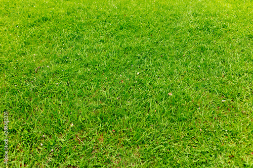 Green grass on the ground as a background