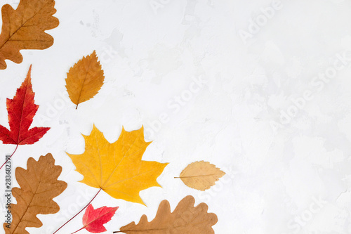 Frame from autumn leaves on white concrete background. Card  invitation concept. Top view  flat lay  copy space  mock up  layout design