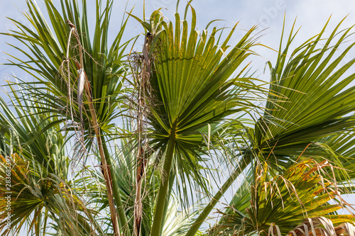 Branches of palm trees in nature in summer