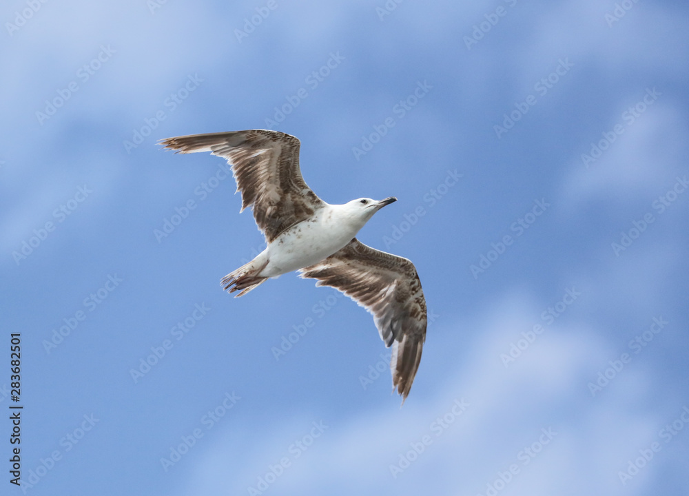 Obraz premium Seagull flying in the blue sky