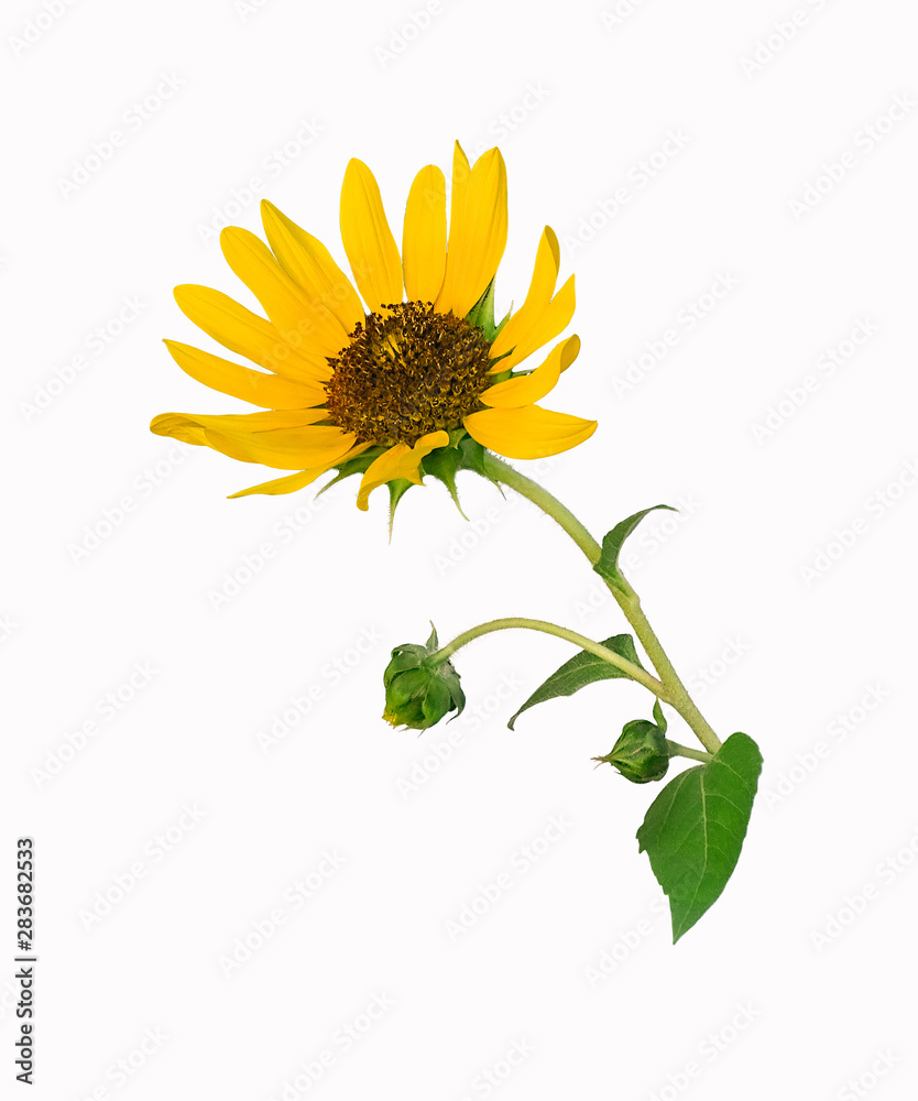 Fototapeta premium Sunflower flower.