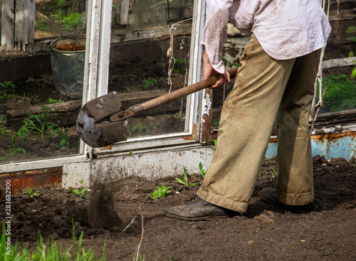 A man digs the ground with a shovel in the garden