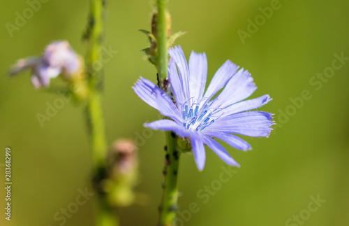 Beautiful blue flower grows in nature