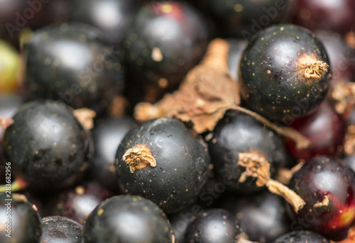 Black currant berries as a background