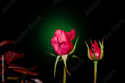 Art photo rose petals isolated on the natural blurred background. Closeup. For design  texture  background. Nature.