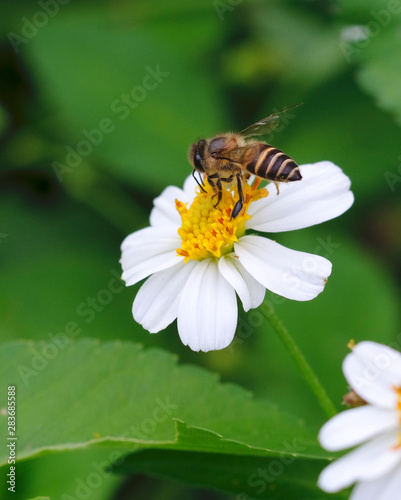 Eat bee pollen natural background blur.