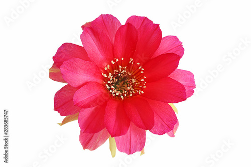 Bloom red flowers cactus with isolated on white background