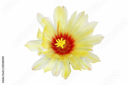 Bloom yellow flowers cactus with isolated on white background