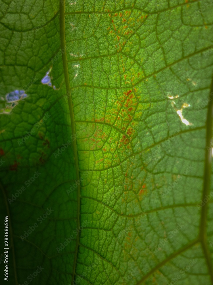 Fototapeta premium texture of green leaf