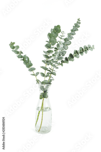 Eucalyptus branches in glass vase on white background, Home decoration design element. 