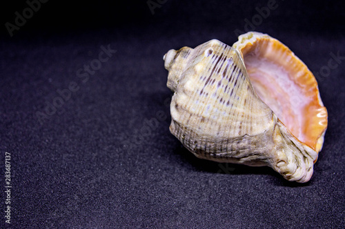 shell on a dark background