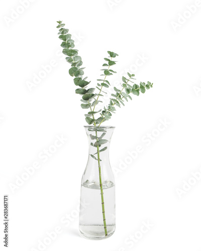 Eucalyptus branches in glass vase on white background  Home decoration design element. 