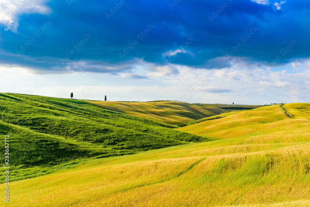 Group of italian cypresses near San Quirico d´Orcia - Beautiful landscape Scenery -  Val d’Orcia, Tuscany, Italy