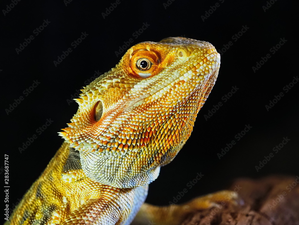 Obraz premium green iguana on a tree