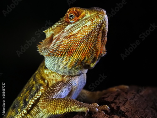 green iguana on a branch