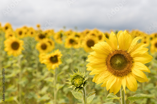 A field full of bright yellow tall sunflowers with fresh petals