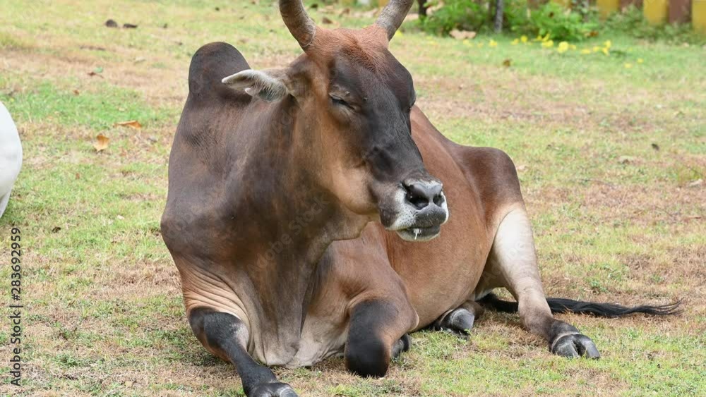 Brown ox relax on meadow grass field with herd of cow background. Animal and mammal. Agriculture and nature wildlife concept. Thailand in Asian location Brown ox relax on meadow grass field with herd of cow background. Animal and mammal. Agriculture and nature wildlife concept. Thailand in Asian location